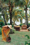 Royal Palm 